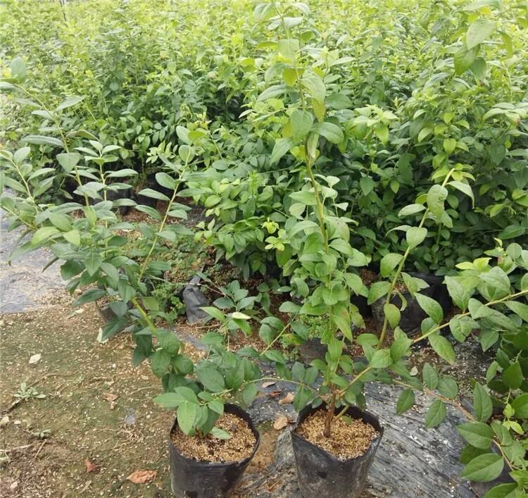 四川藍(lán)莓苗基地 藍(lán)莓果樹(shù)苗價(jià)格