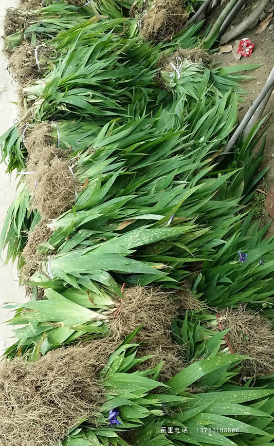 鳶尾苗--河南鳶尾苗產(chǎn)地直銷