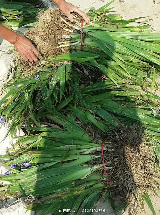 鳶尾苗--河南鳶尾苗產(chǎn)地直銷