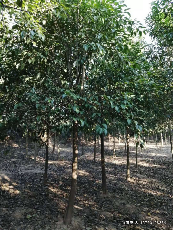 河南大葉女貞3-5公分占地處理