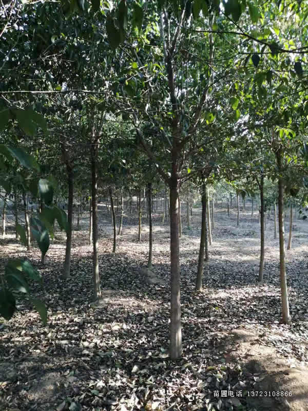 河南大葉女貞3-5公分占地處理