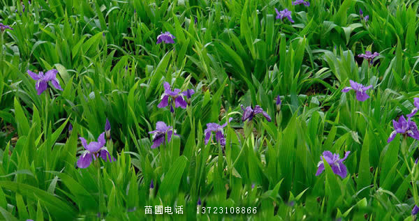 鳶尾苗--河南鳶尾苗產(chǎn)地直銷