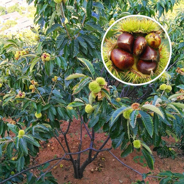 山東板栗苗基地 板栗果樹苗價(jià)格 招遠(yuǎn)市小波鮮花店