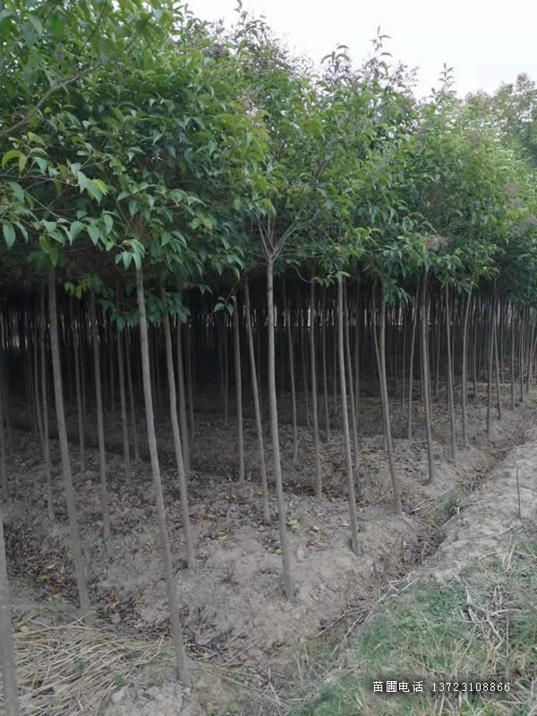 河南大葉女貞3-5公分占地處理
