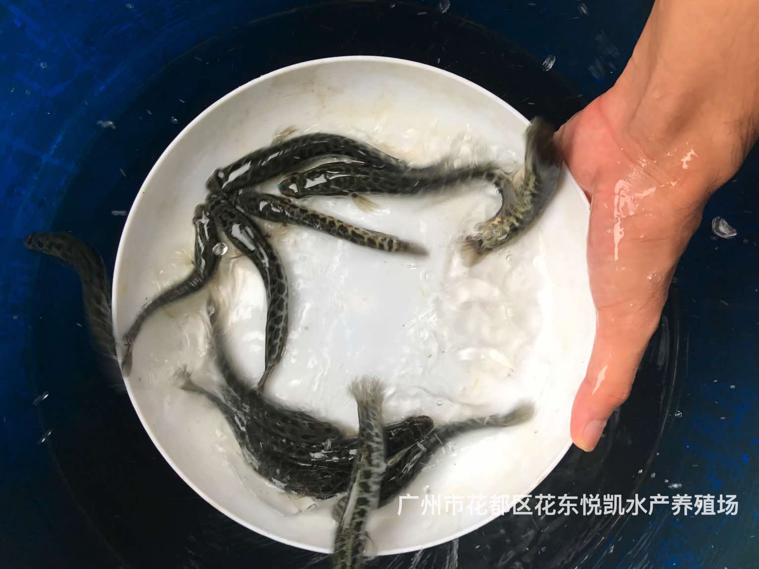 易養(yǎng)快大雜交生魚(yú)苗財(cái)魚(yú)苗烏鱧魚(yú)苗烏魚(yú)苗柴魚(yú)苗