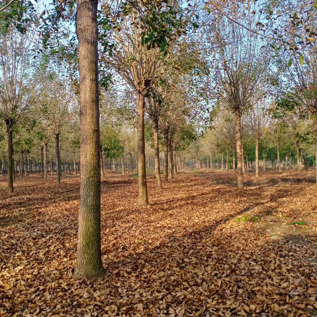 臨汾金葉白臘基地批發(fā)價(jià)格、供應(yīng)8-20公分金葉白臘樹(shù)