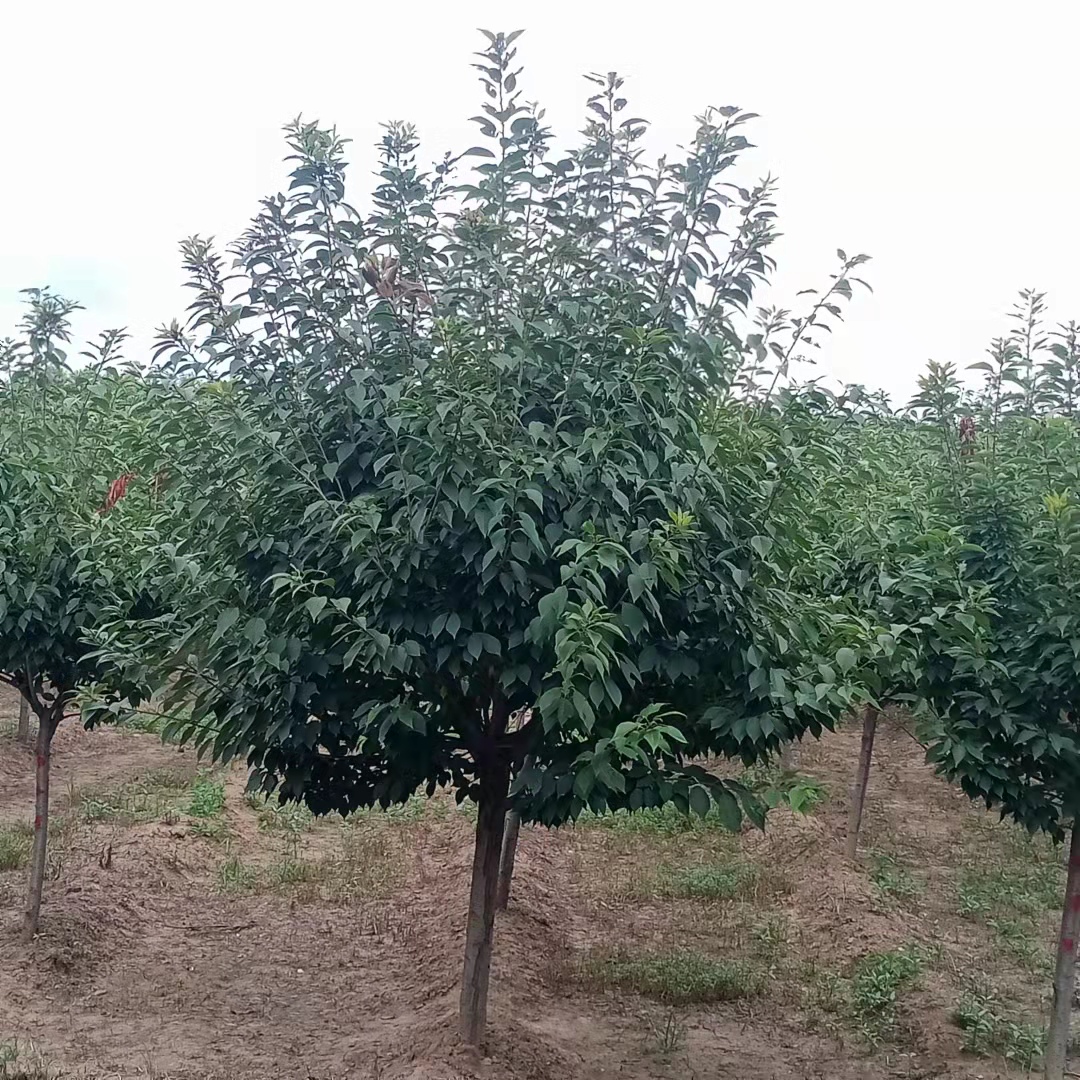 櫻花 基地 價(jià)格 批發(fā) 濟(jì)寧櫻花