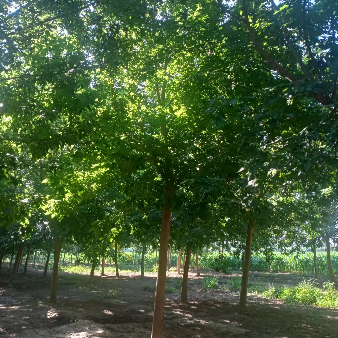 山東 批發(fā)金葉復(fù)葉槭基地，金葉梣葉槭批發(fā)價(jià)格