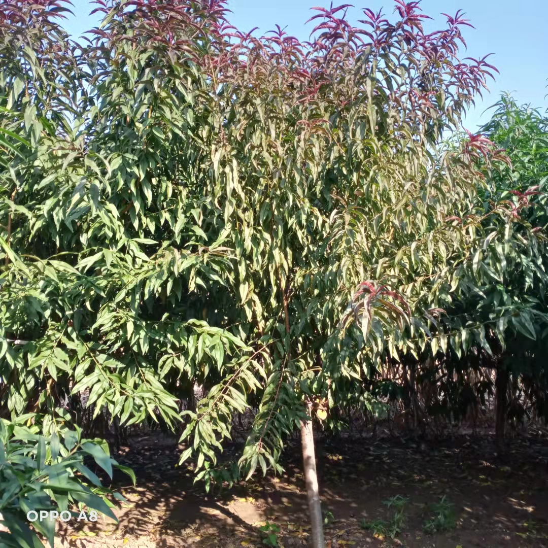 紅葉碧桃供應 紅葉碧桃基地