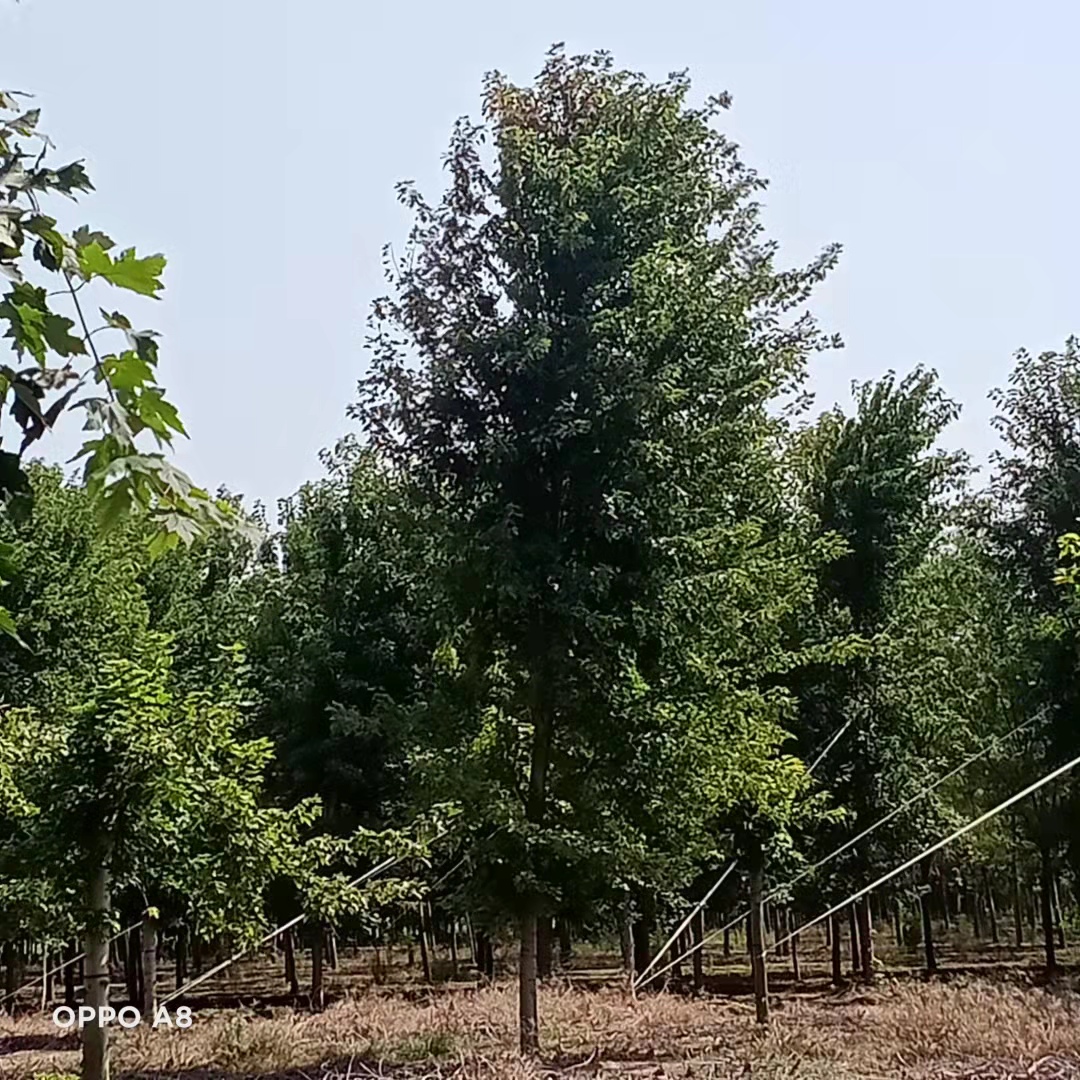 金昌美國紅楓多少錢一棵-金昌美國紅楓基地價格-8-20公分美國紅楓現(xiàn)挖現(xiàn)結(jié)【綠之源苗木】