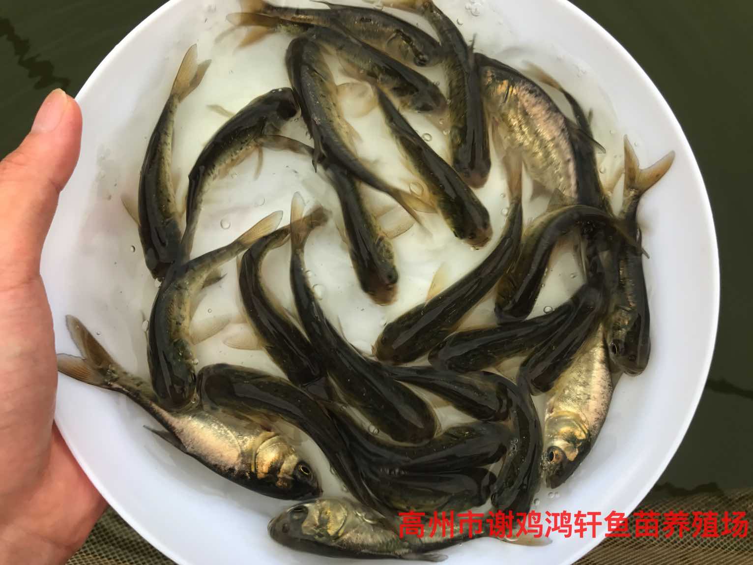 淡水魚苗養(yǎng)殖基地花白鰱魚苗批發(fā)價格扁魚苗