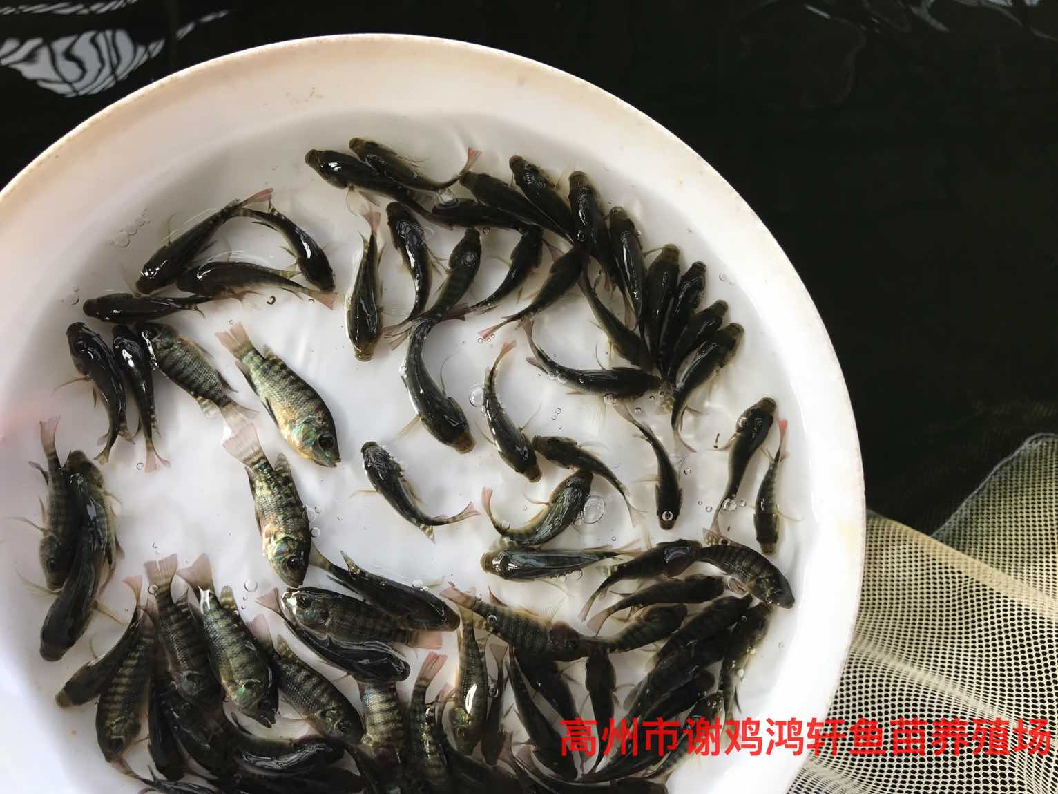 紅羅非水花養(yǎng)殖基地羅非水花苗批發(fā)價格彩虹鯛魚苗