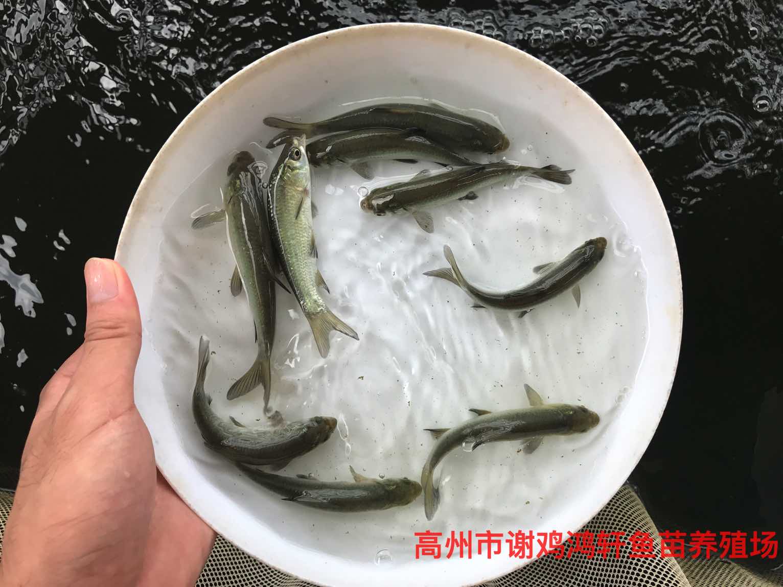 青魚苗養(yǎng)殖基地黑草魚苗批發(fā)價(jià)格螺絲青魚苗