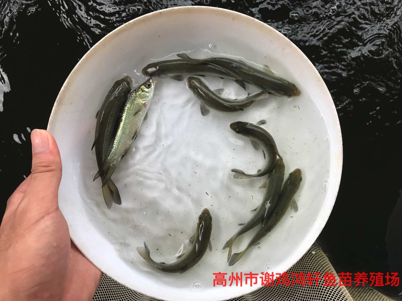 青魚苗養(yǎng)殖基地黑草魚苗批發(fā)價(jià)格螺絲青魚苗