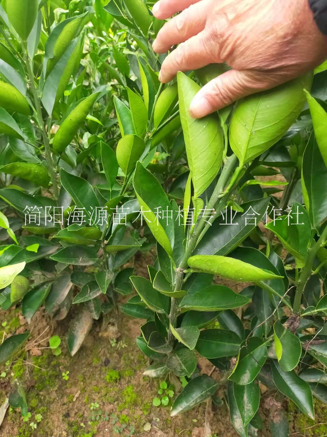 內(nèi)江資中血橙8號苗種植基地銷售批發(fā)價(jià)格 高存活率
