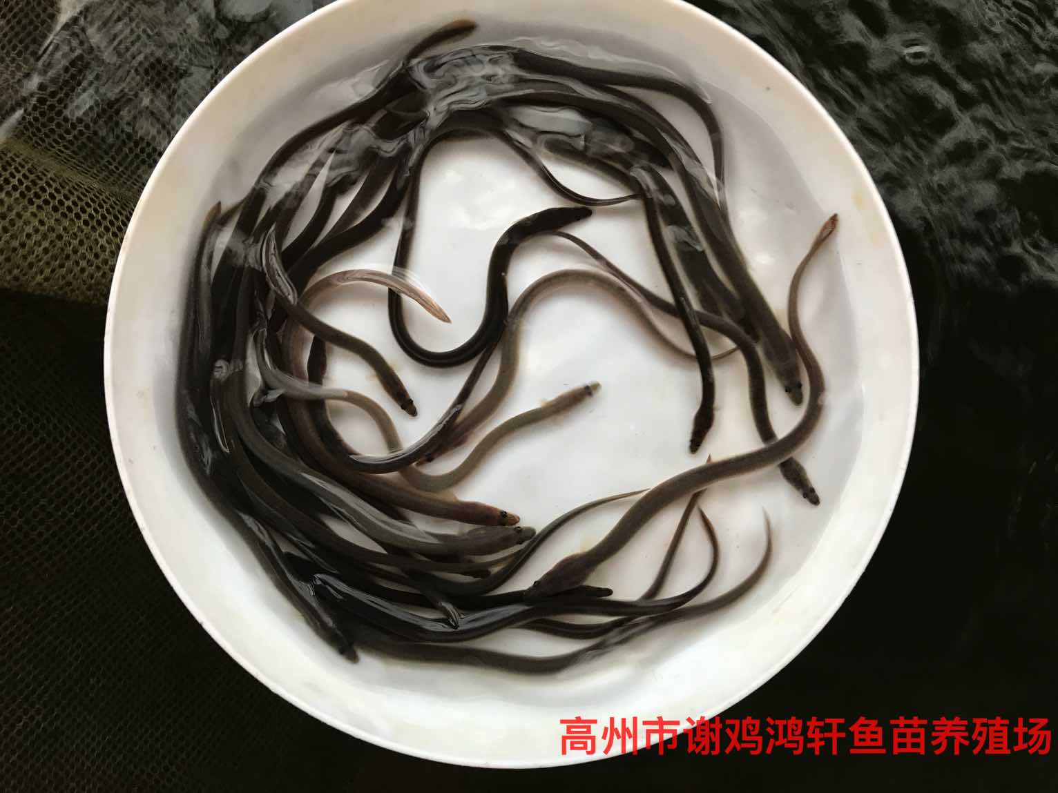 歐洲鰻魚苗養(yǎng)殖基地鰻魚種苗批發(fā)價格花鰻魚苗