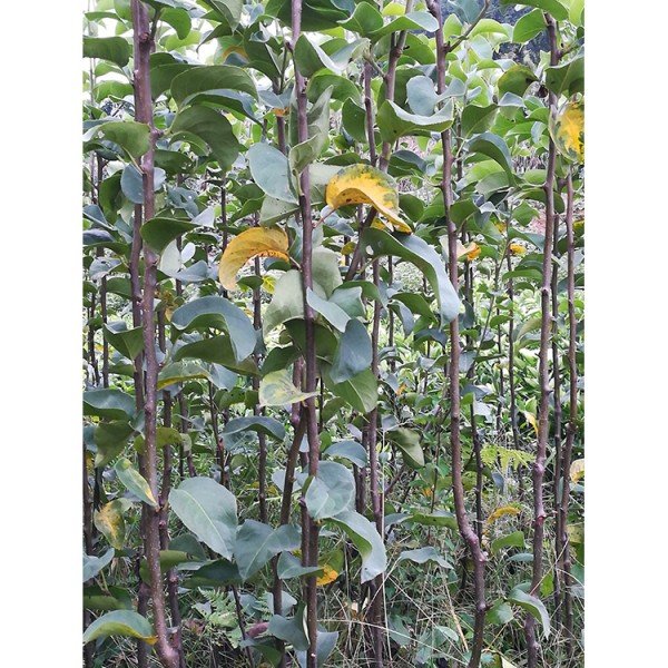 綠鑫 金秋梨樹苗 金秋梨梨樹苗現挖苗 梨樹苗基地