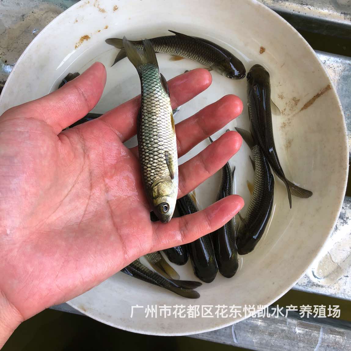 草鯇魚苗長江鯇魚苗易養(yǎng)快大鯇魚苗批發(fā)價格