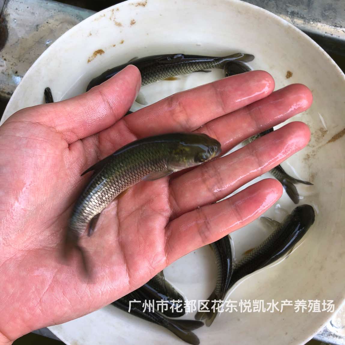 草鯇魚苗長江鯇魚苗易養(yǎng)快大鯇魚苗批發(fā)價格