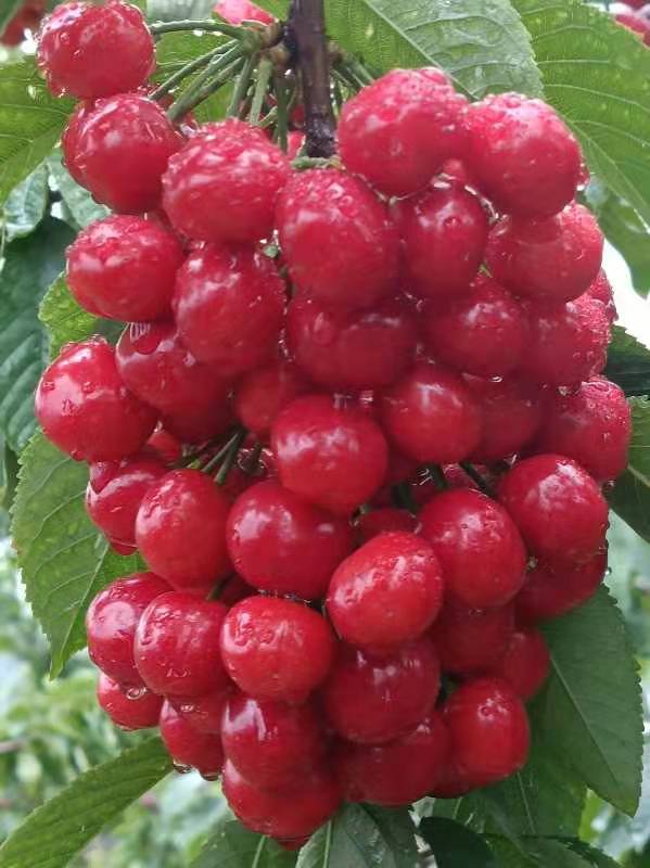 山東大量批發(fā)拉賓斯櫻桃樹苗地/哪家出售價(jià)格便宜？