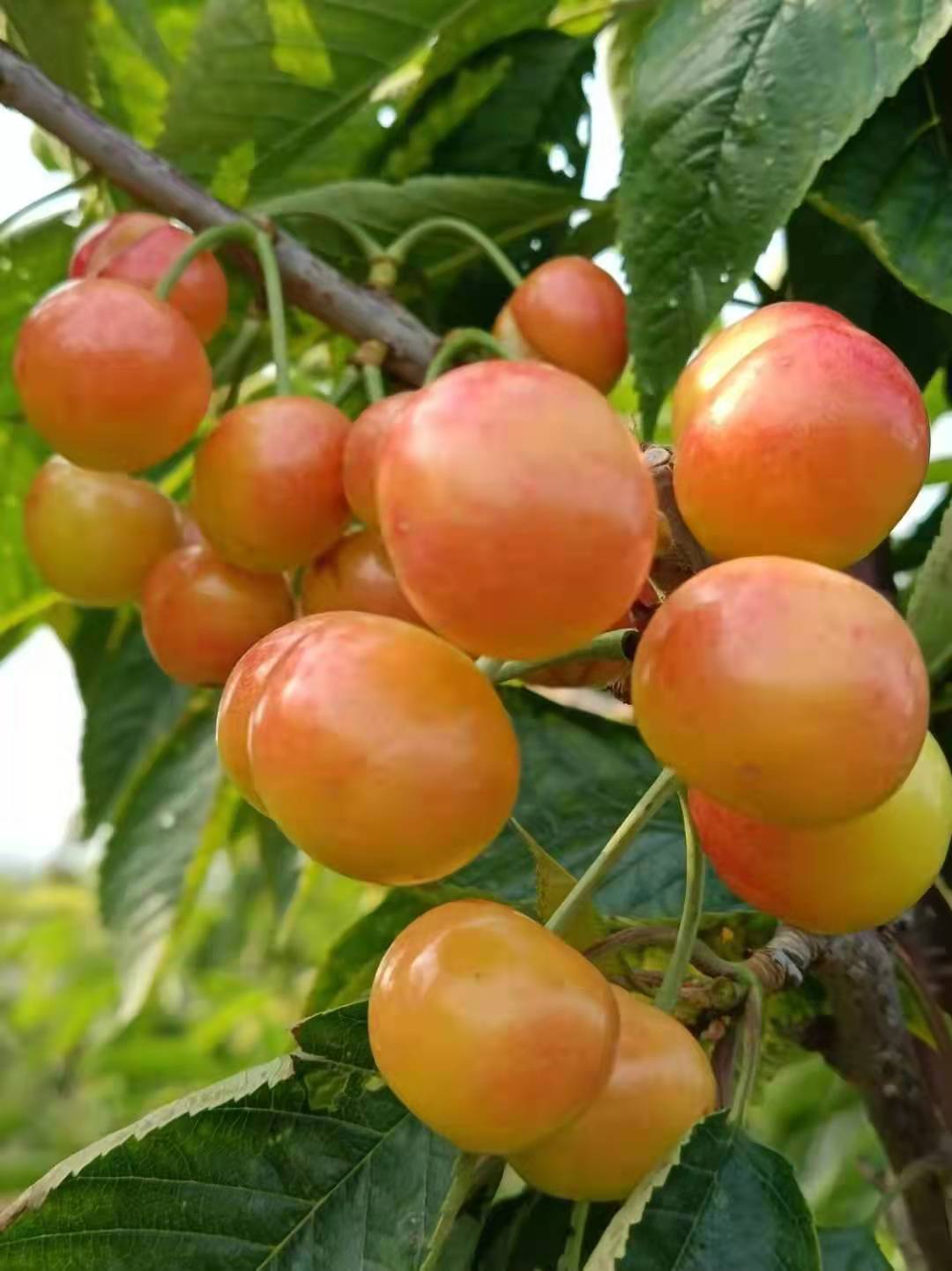 大連明珠櫻桃苗批發(fā)價格/哪家成活率高？