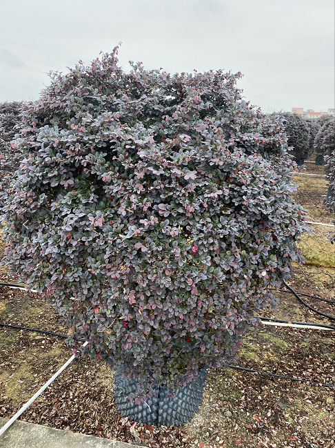 廣州紅繼木球價(jià)格 紅繼木球基地