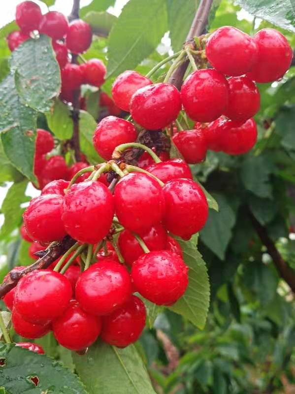 山東大量批發(fā)拉賓斯櫻桃樹苗地/哪家出售價(jià)格便宜？