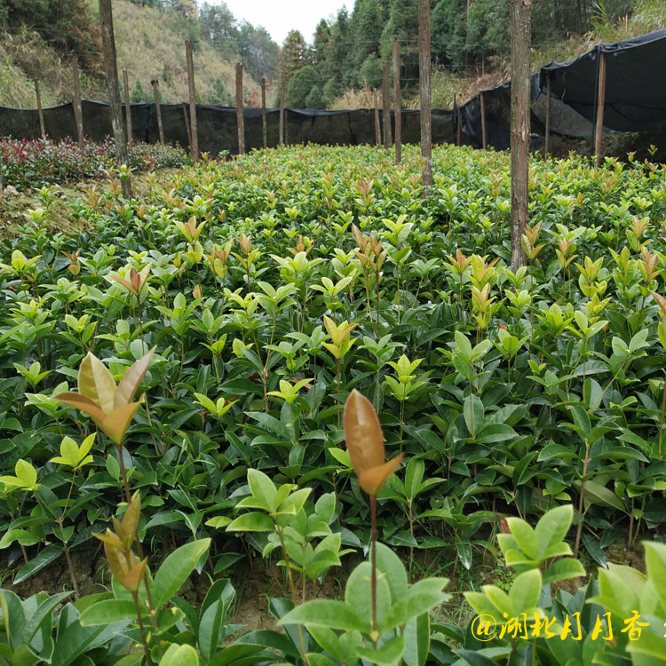 湖北丹桂扦插小苗 批發(fā)丹桂扦插小苗 種植基地 供應(yīng)丹桂扦插小苗多少錢