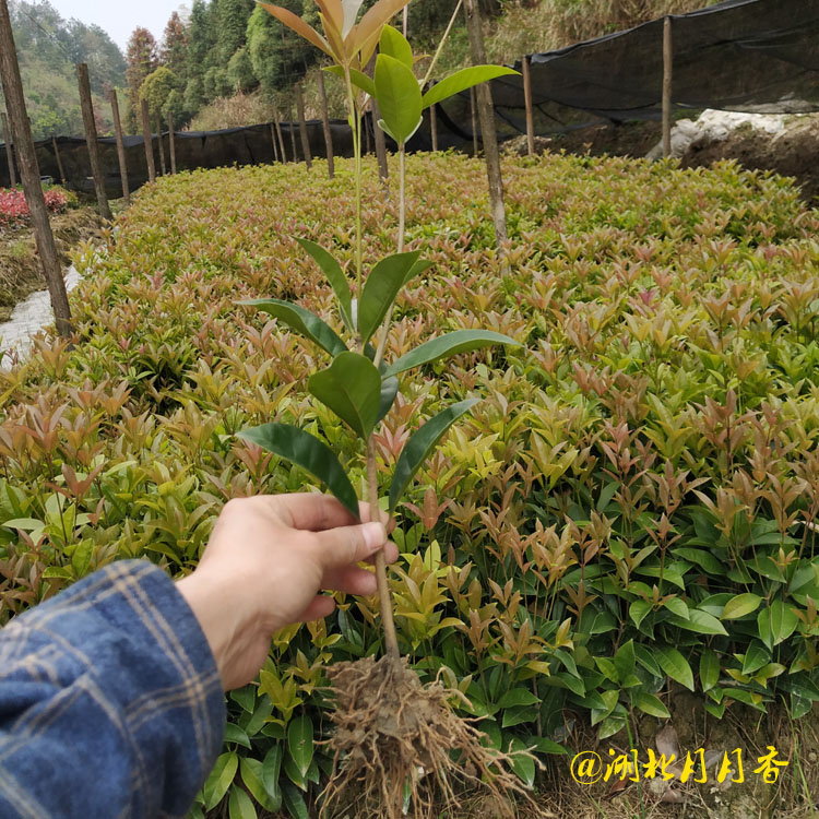 湖北丹桂扦插小苗 批發(fā)丹桂扦插小苗 種植基地 供應(yīng)丹桂扦插小苗多少錢