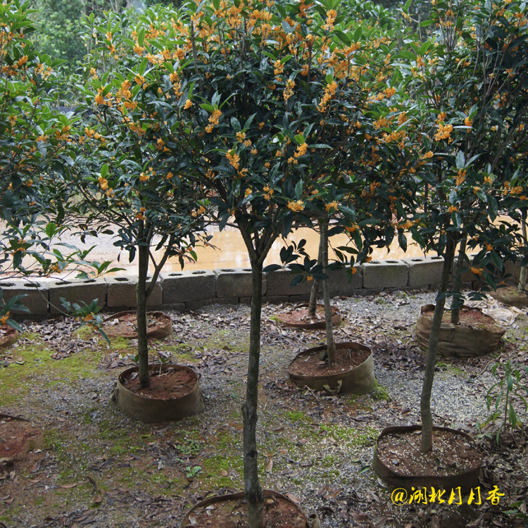 湖南桂花樹，桂花樹基地種植，桂花樹多少錢（湖北月月香園林有限公司）