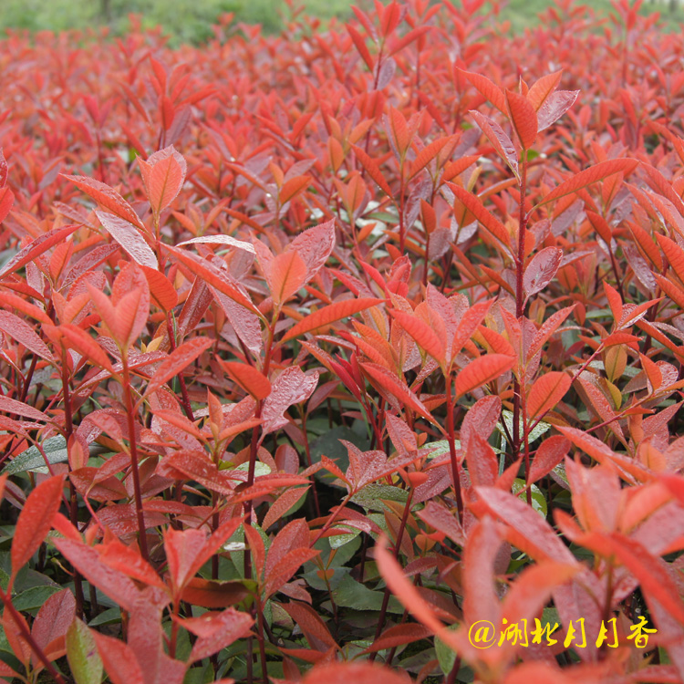湖北紅葉石楠苗 供應(yīng)紅葉石楠苗種植批發(fā) 紅葉石楠苗基地出售多少錢(qián)