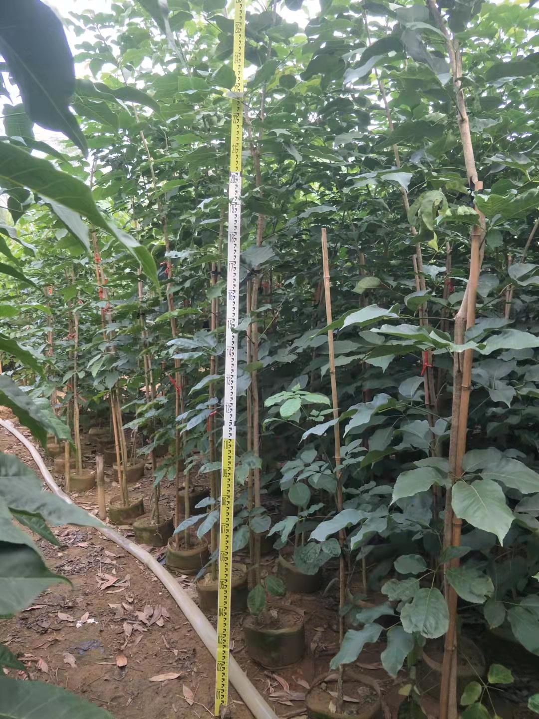 陽江紫花風(fēng)鈴木廠家 紫花風(fēng)鈴木價格