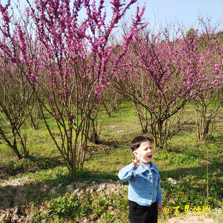 湖北紫荊花樹 批發(fā)紫荊苗 出售紫荊花樹種植基地 紫荊花樹價(jià)格