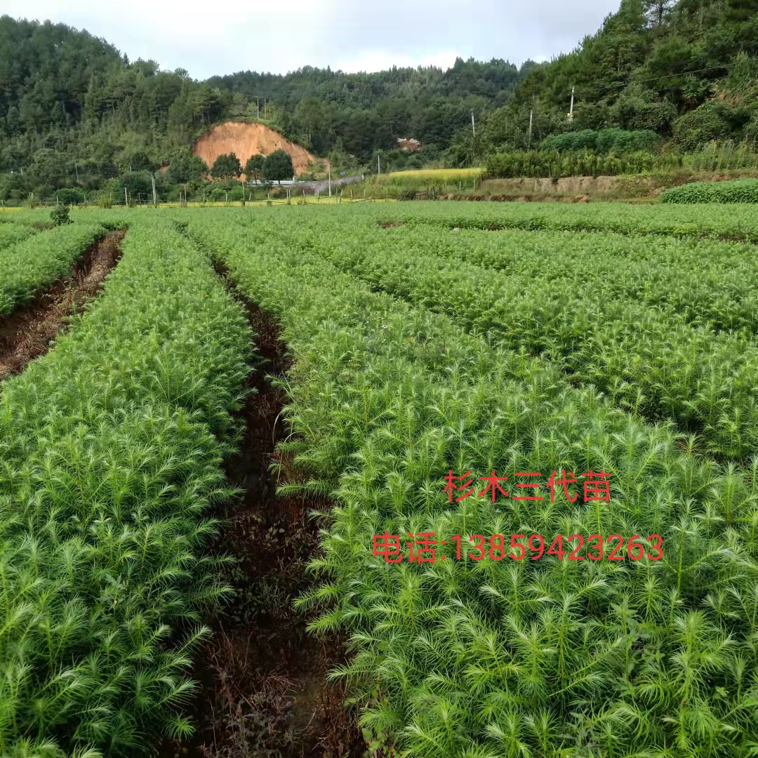 福建杉木苗苗圃,基地種植直銷價(jià)格-清流縣嵩口新生苗木專業(yè)合作社