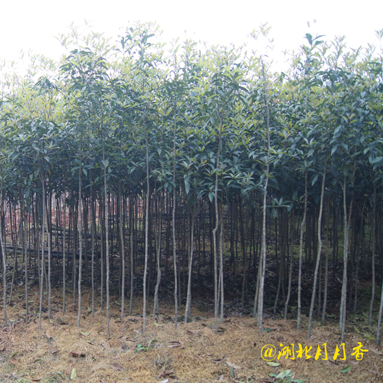 河南2公分桂花樹，2公分桂花樹批發(fā)商，2公分桂花樹基地（湖北月月香園林有限公司）