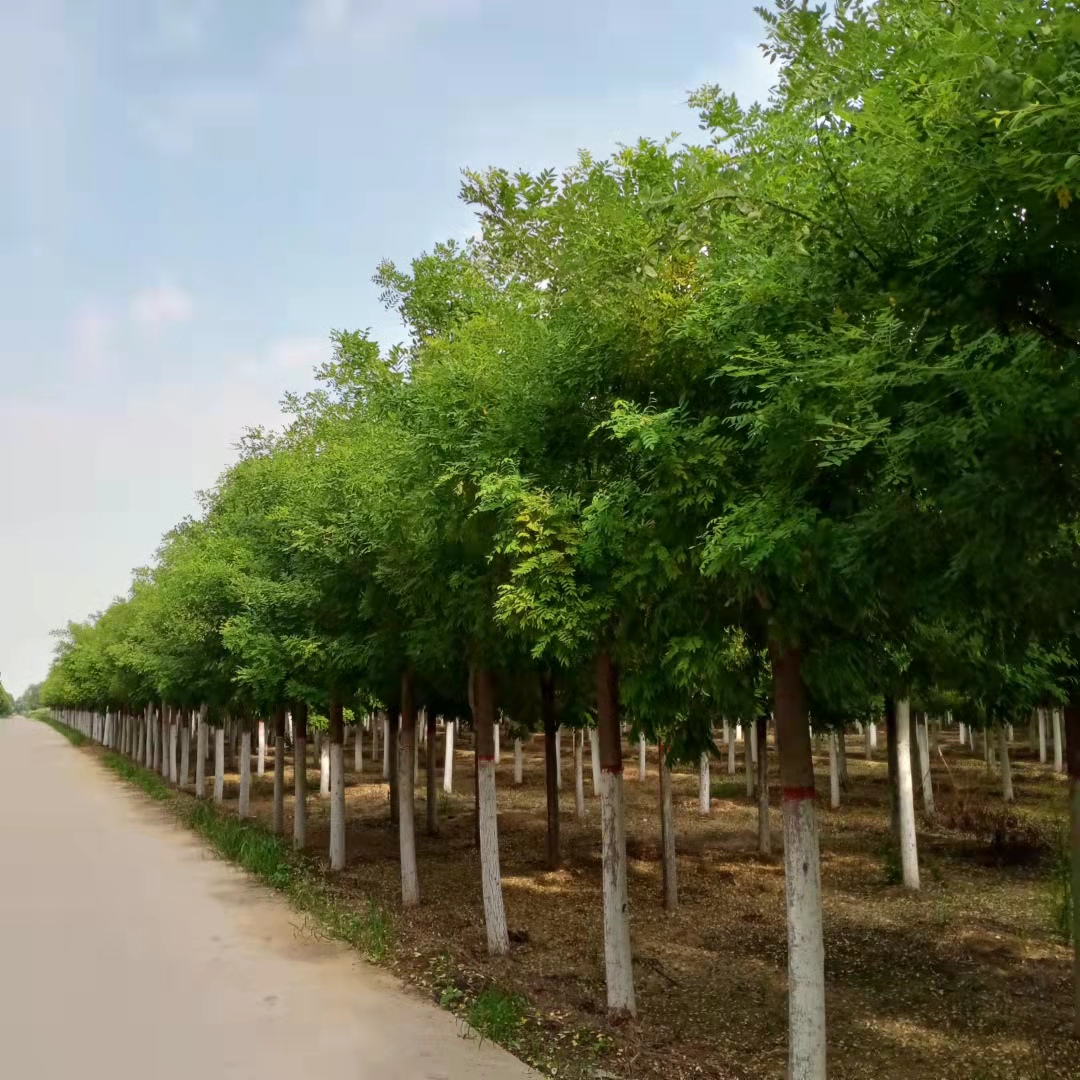 濟寧黃金槐批發(fā)價格、濟寧黃金槐基地現(xiàn)貨直銷 無中介 現(xiàn)挖現(xiàn)貨，價格實惠