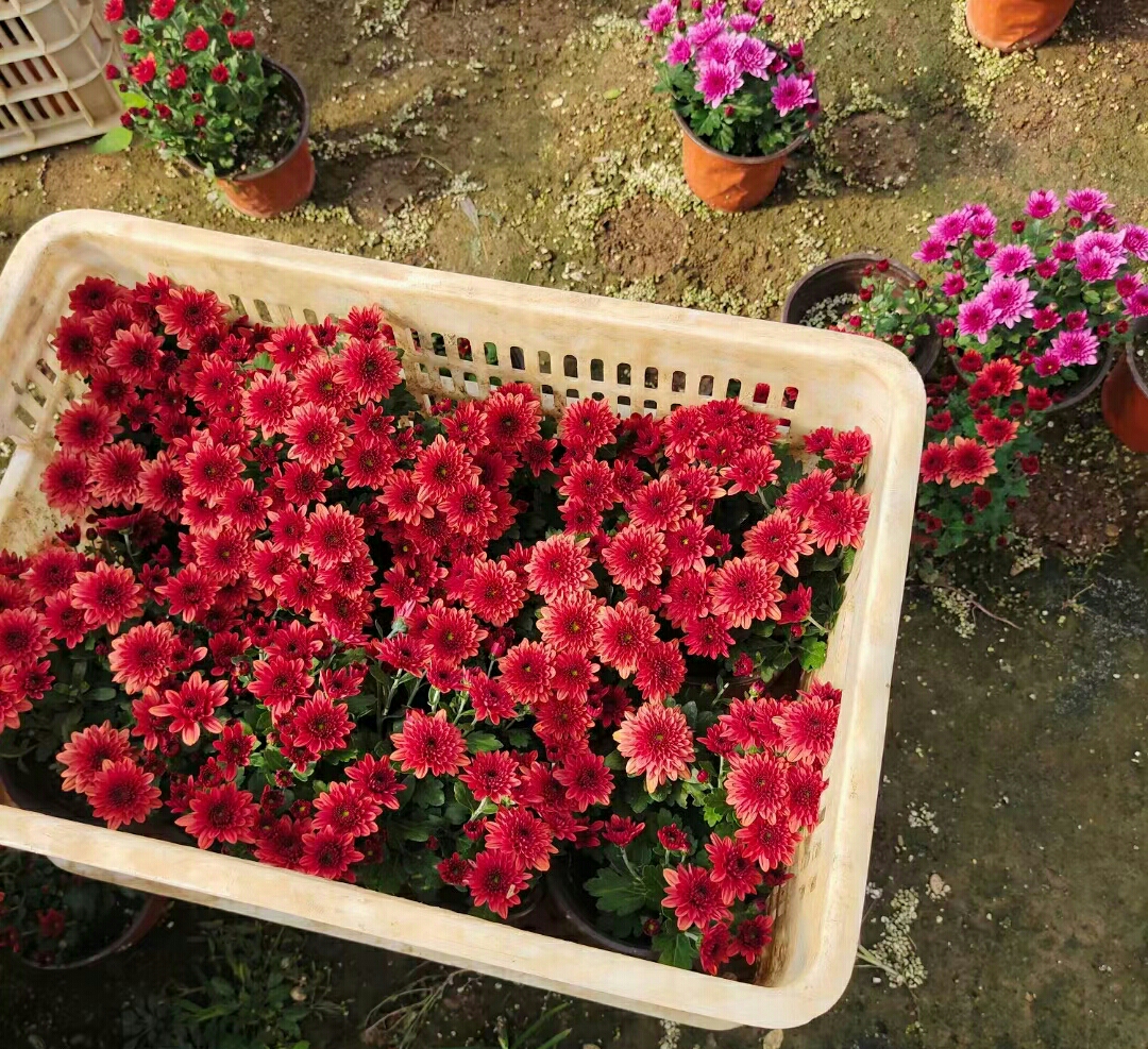 偉榮花卉 球菊 一年生草本植物 耐旱 花園盆栽種植