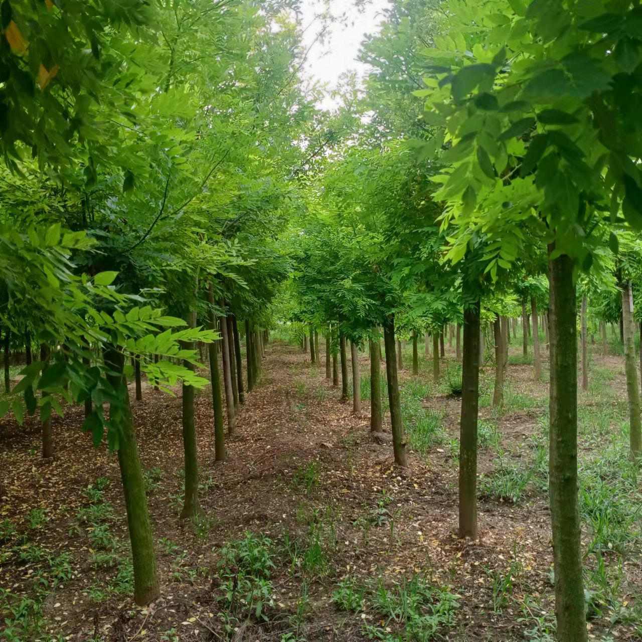 濟寧黃金槐批發(fā)價格、濟寧黃金槐基地現(xiàn)貨直銷 無中介 現(xiàn)挖現(xiàn)貨，價格實惠