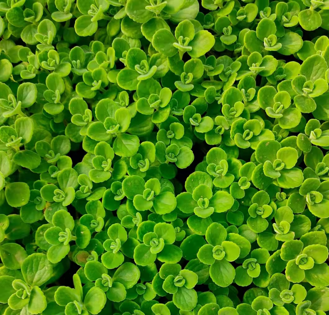 碰碰香基地 喜陽較耐陰 陽臺庭院布景 多年生草本