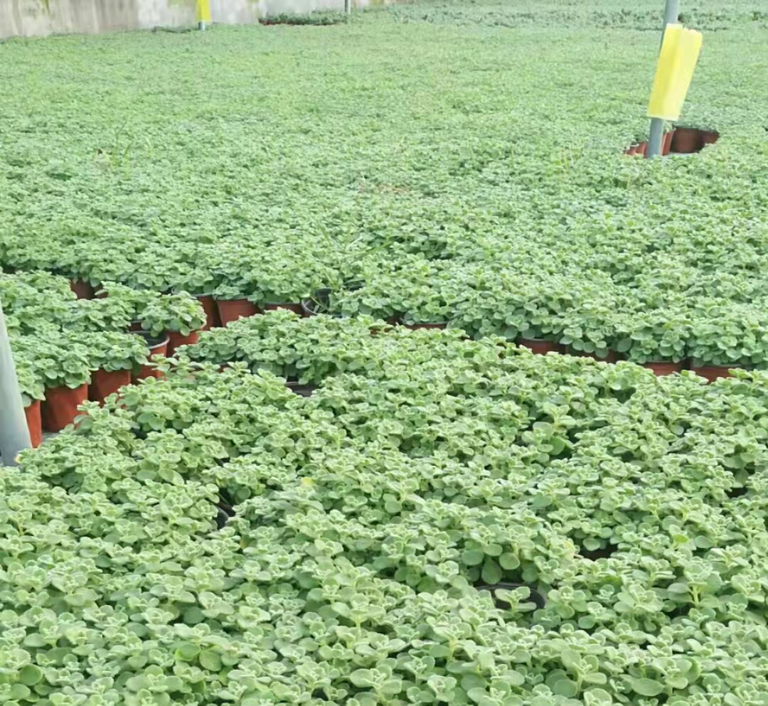 碰碰香基地 喜陽較耐陰 陽臺庭院布景 多年生草本