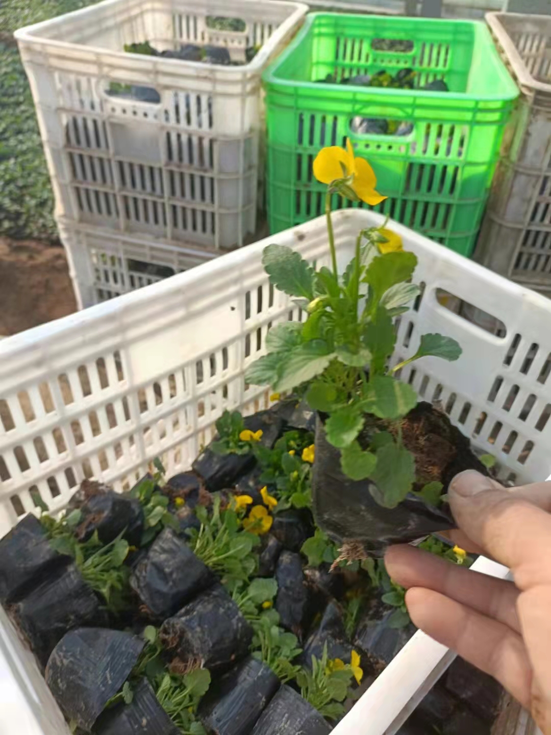 偉榮花卉 角堇 花色豐富耐寒 花壇花園種植使用