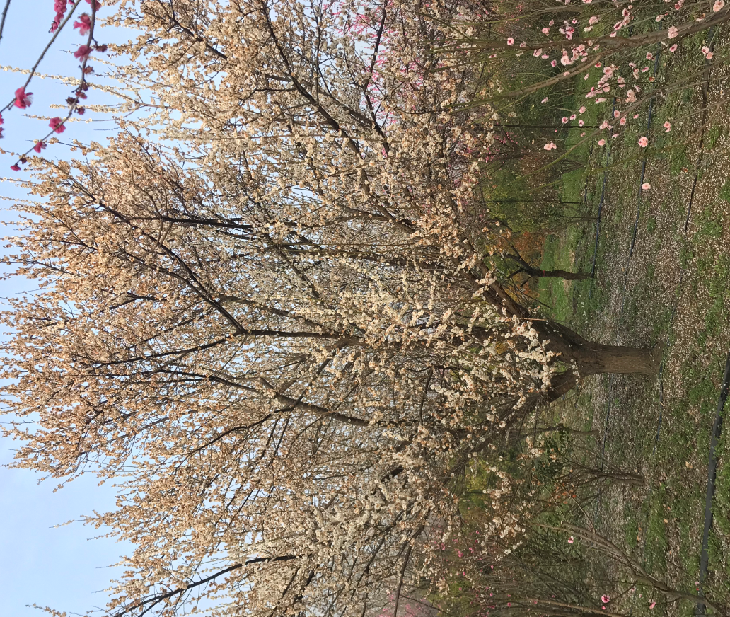 玉碟梅基地  玉碟梅市場(chǎng)報(bào)價(jià)