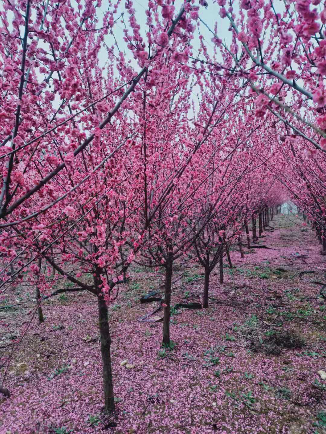 紅梅市場供應(yīng)  紅梅基地