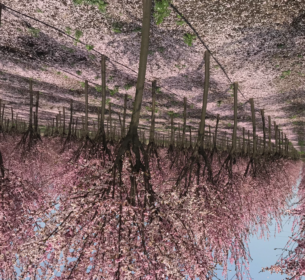 美人梅批發(fā)廠家  美人梅批發(fā)價格