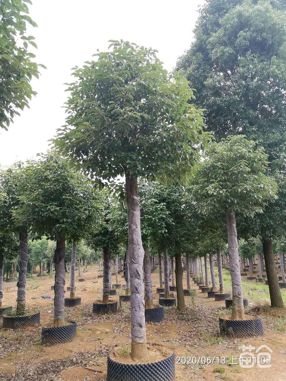 廣西香樟大樹(shù)多少錢一顆，哪里有香樟大樹(shù)，香樟小苗5萬(wàn)株米徑3到15公分價(jià)格