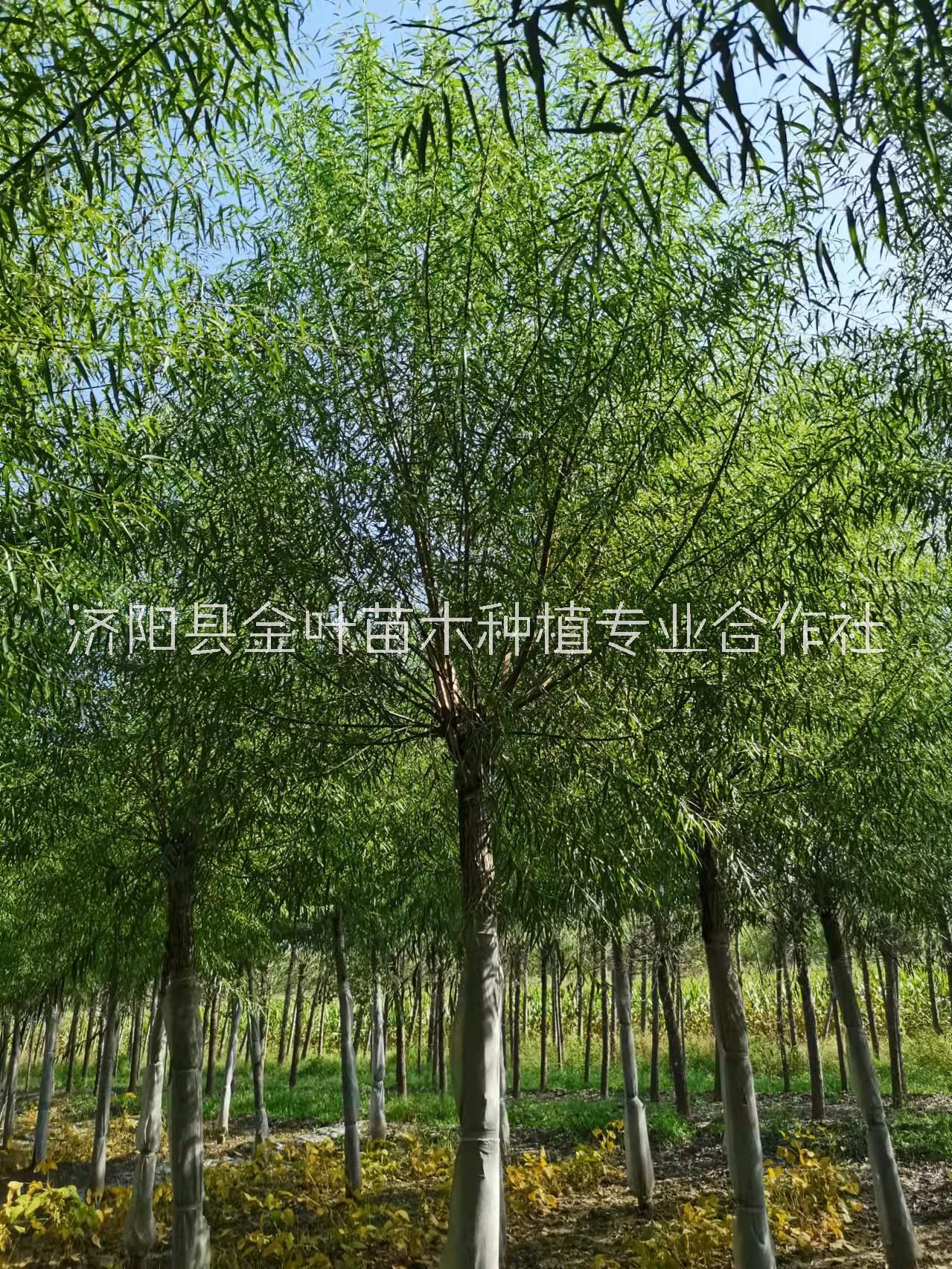 饅頭柳大量現(xiàn)貨  饅頭柳供應(yīng) 饅頭柳價(jià)格【濟(jì)陽(yáng)縣金葉苗木種植專業(yè)合作社】