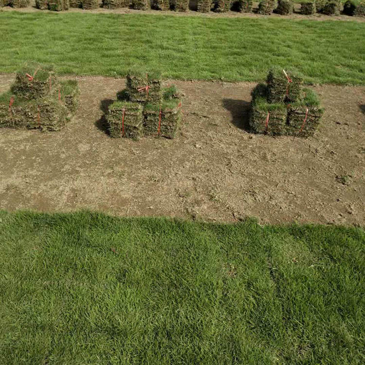 廣東馬尼拉草卷批發(fā)價格  馬尼拉草卷大量銷售