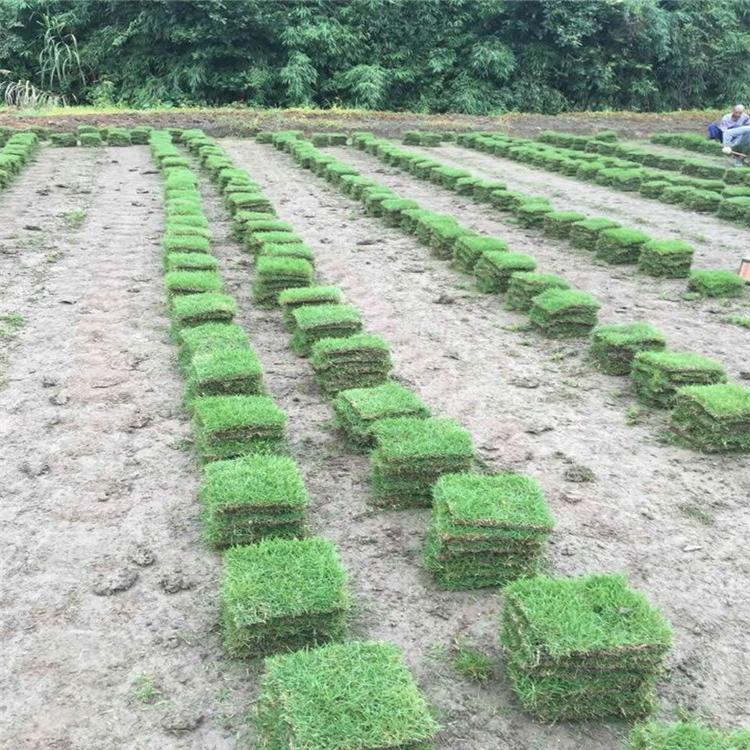 馬尼拉草皮廠家報價  馬尼拉草皮哪里便宜