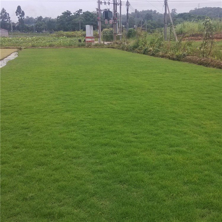 廣東馬尼拉草卷批發(fā)價格  馬尼拉草卷大量銷售