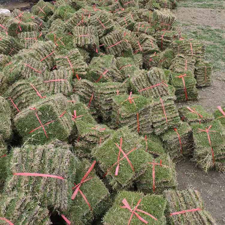 馬尼拉草皮價(jià)格  馬尼拉草皮報(bào)價(jià)